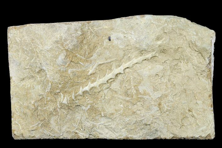 Archimedes Screw Bryozoan Fossil - Alabama #178180